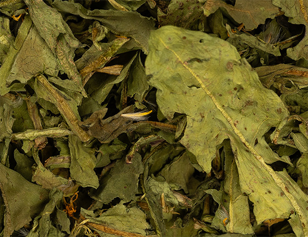 Dandelion Leaves from german crob